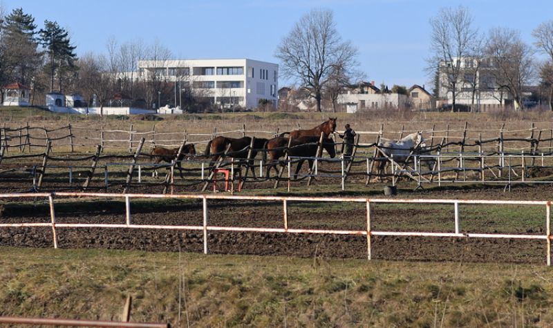 Grad Kragujevac će pomoći SKU „Pastuv“ koje je izgubilo pet konja zbog trovanja hranom