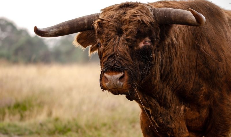 Ženu napao bizon u nacionalnom parku u SAD