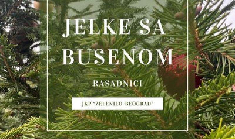 Jelke s busenom u rasadnicima „Zelenila”