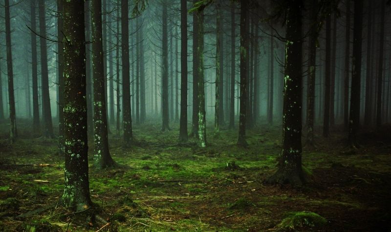 Konferencija “Šume Srbije - održivost, očuvanje i razvoj ruralnih područja”