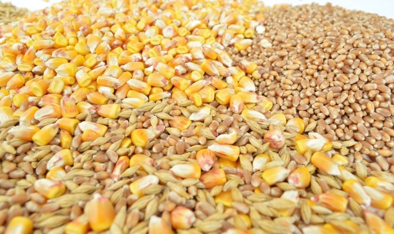 Vlada ODOBRILA izvoz pšenice i kukuruza u Albaniju