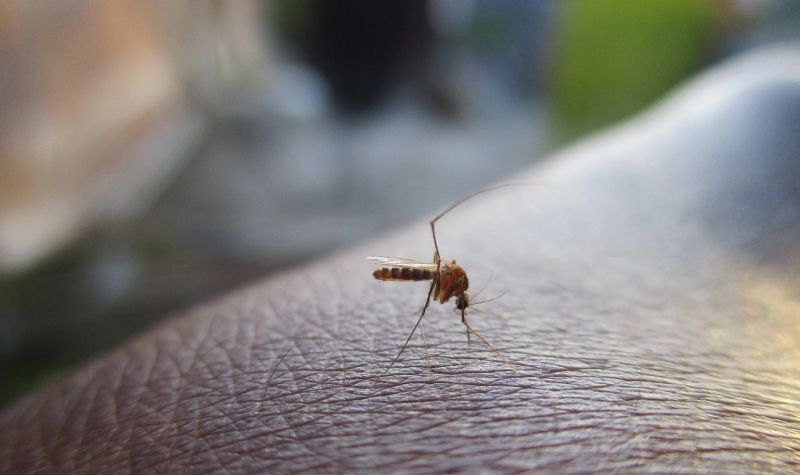 Broj zaraženih groznicom Zapadnog Nila u Srbiji se povećava