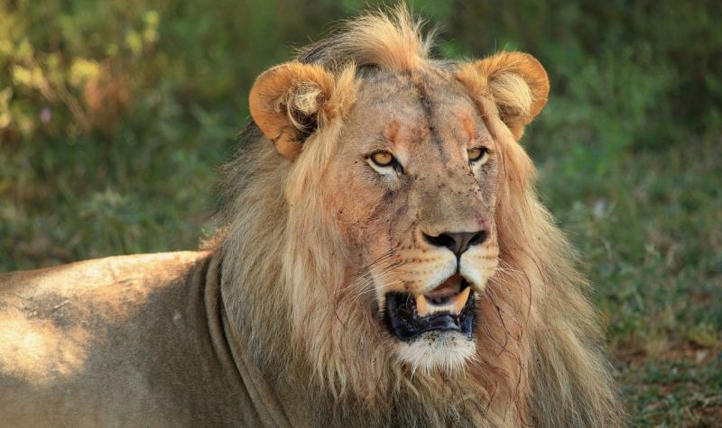 Lav ubio čuvara u ZOO vrtu u Nigeriji