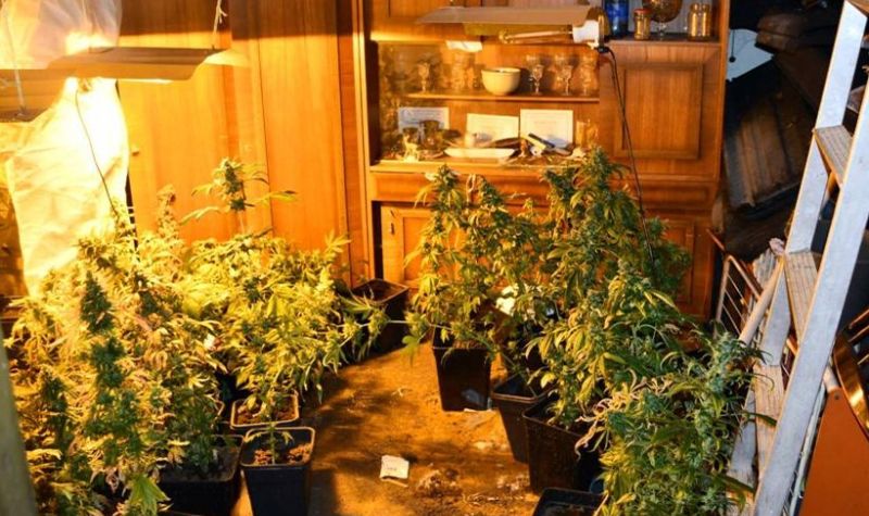 Policija u Čačku otkrila laboratoriju za uzgoj marihuane
