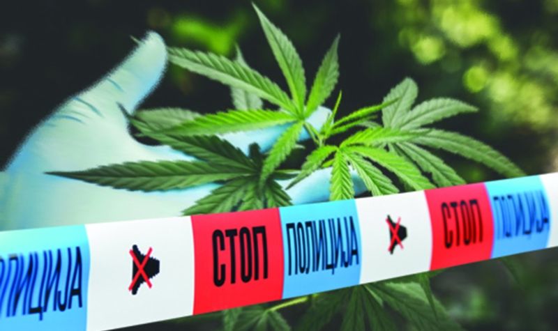 Pripadnici MUP u Bačkom Petrovcu zaplenili četiri kilograma marihuane