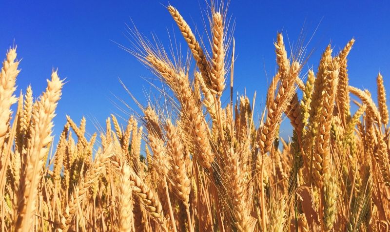 Skok globalne CENE pšenice