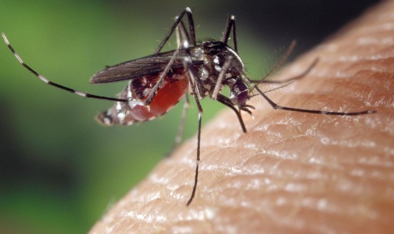 „Gradska čistoća” i sutra sprovodi opsežnu akcija suzbijanja komaraca