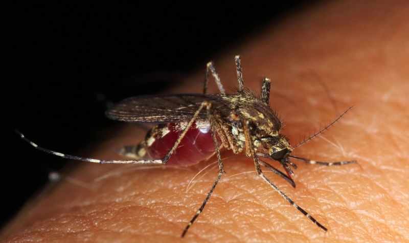 Suzbijanje larvi komaraca u sedamnaest okruga
