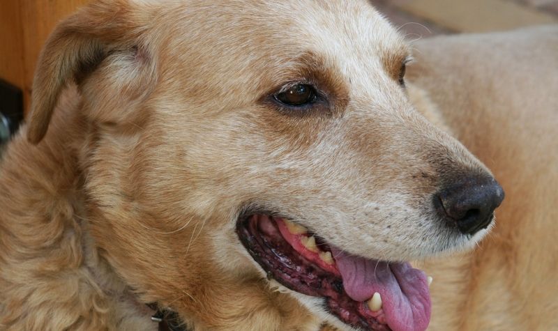 Uginuo najstariji pas na svetu - ušao u Ginisovu knjigu rekorda