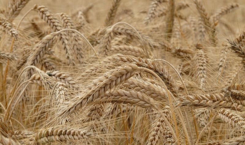 Otkup 200.000 tona pšenice kao mera pomoći ratarima
