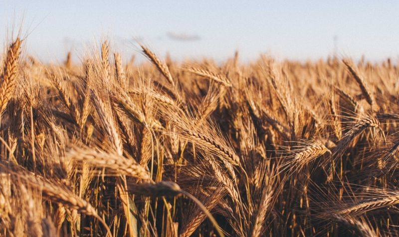 Danas POTPISIVANJE SPORAZUMA o izvozu žita IZ UKRAJINE
