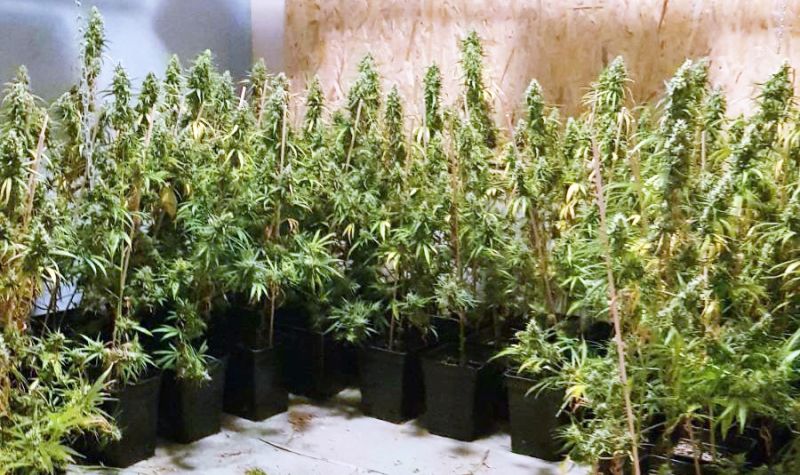 Policija u Jagodini otkrila ilegalnu laboratoriju za proizvodnju marihuane