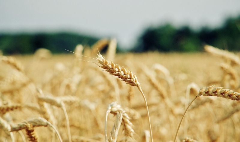 Vlada Srbije: Odobrena KUPOVINA 131.000 tona pšenice po 40 dinara
