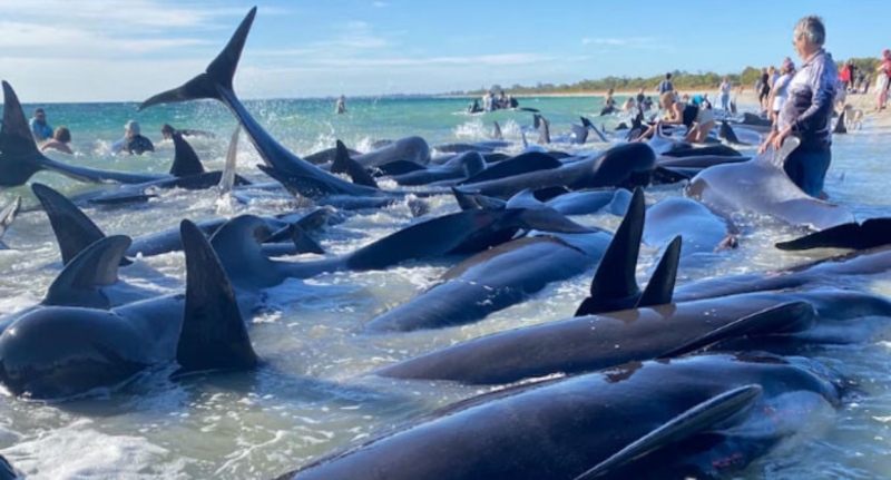 Više od 100 kitova se NASUKALO na obali u Australiji
